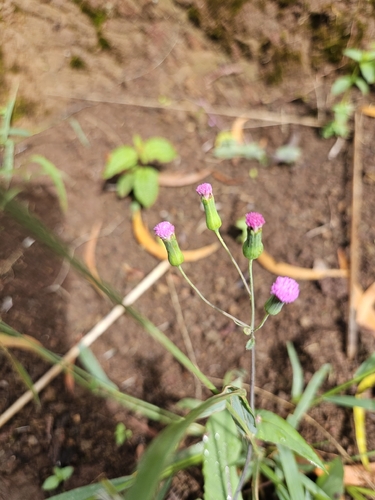 Emilia sonchifolia observed 2026-10-19