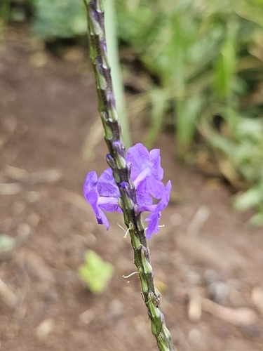 Stachytarpheta cayennensis observed 2026-10-19