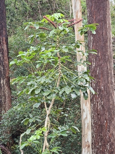 Schefflera, 2026-10-19