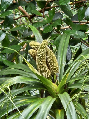 Freycinetia arborea observed 2026-10-19