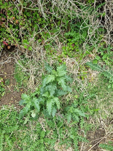 Senecio biserratus, 2026-10-20