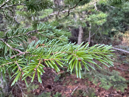 Abies lasiocarpa observed 2026-10-18