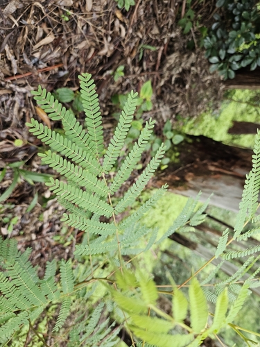Acacia koa, 2026-10-19