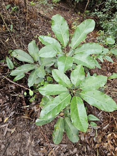 Schefflera, 2026-10-19
