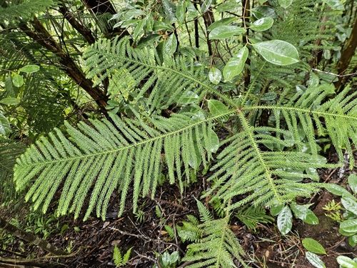 Araucaria columnaris observed 2026-10-19