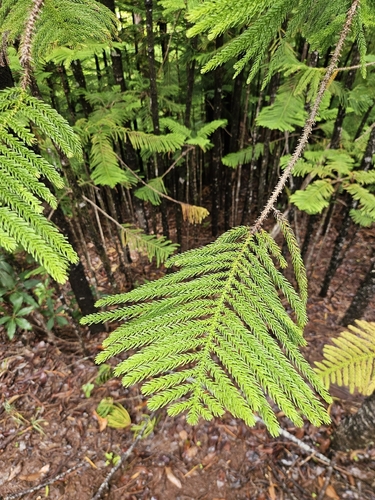 Araucaria columnaris observed 2026-10-19