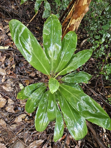 Cordyline fruticosa observed 2026-10-19