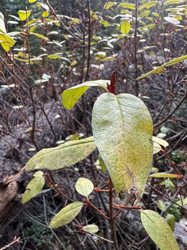Shepherdia canadensis observed 2026-10-18