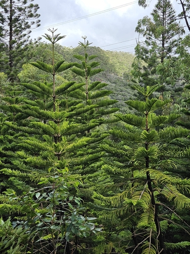 Araucaria columnaris observed 2026-10-19