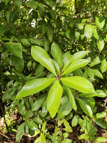 Ardisia elliptica observed 2026-10-19