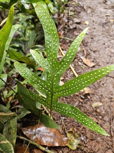 Microsorum grossum observed 2026-10-19