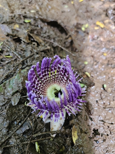 Passiflora laurifolia observed 2026-10-19