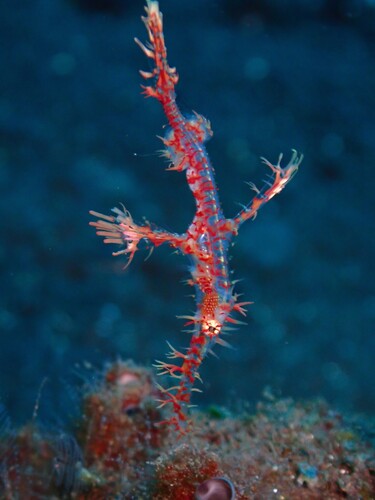 Solenostomus observed 2026-10-20
