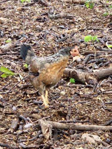 Gallus, 2026-10-19