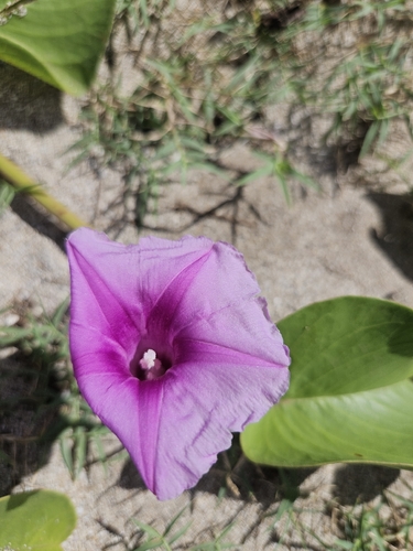 Ipomoea pes-caprae observed 2026-10-19