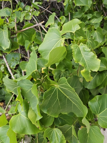 Thespesia populnea observed 2026-10-19