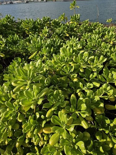 Scaevola taccada observed 2026-10-19