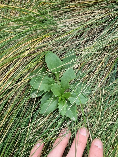 Senecio matatini observed 2026-10-20