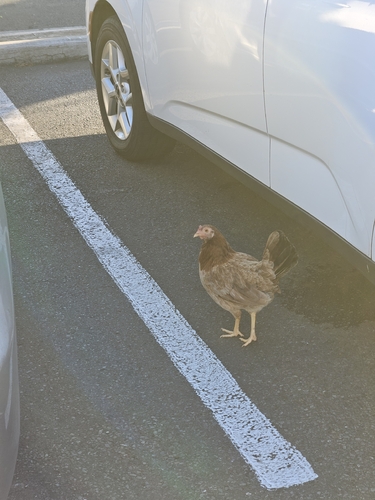 Gallus, 2026-10-19