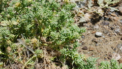 Gymnocarpos sclerocephalus