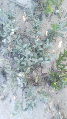 Helichrysum revolutum