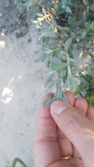 Helichrysum revolutum