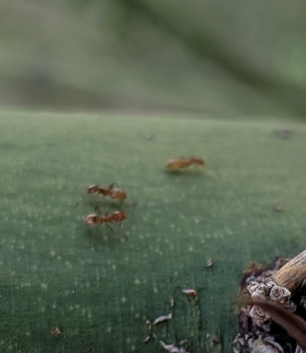 High Noon Ant