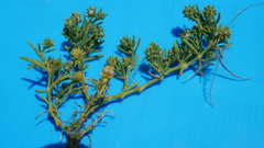 Gymnocarpos sclerocephalus