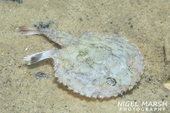 Spiny Seabat photo 1