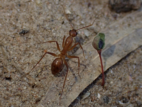 Camponotus festinatus