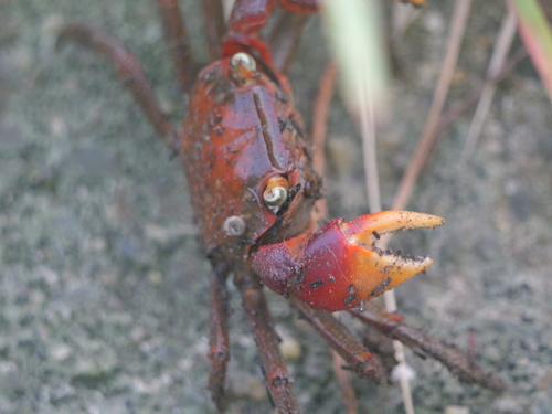 Chiromantes haematocheir observed 2026-10-20