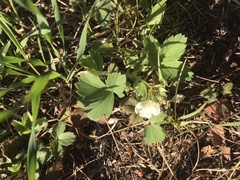 Fragaria virginiana glauca