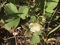 Fragaria virginiana glauca