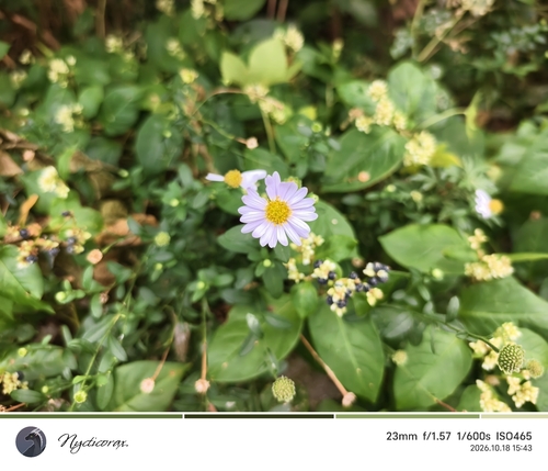 Kalimeris indica observed 2026-10-18