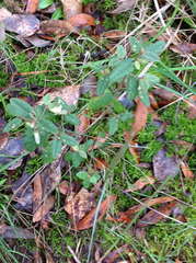 Correa reflexa reflexa