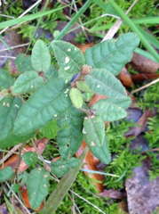 Correa reflexa reflexa