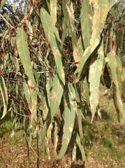 Eucalyptus cephalocarpa