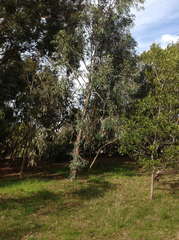 Eucalyptus cephalocarpa