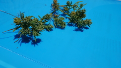 Gymnocarpos sclerocephalus