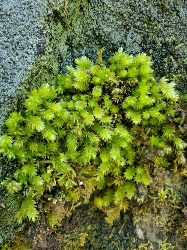 Lepyrodon lagurus observed 2026-10-20