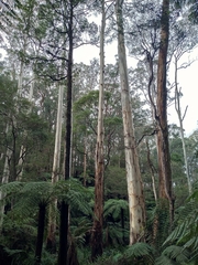 Eucalyptus cypellocarpa