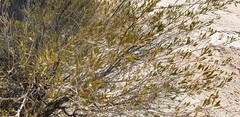 Leptospermum coriaceum