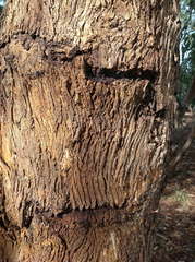 Eucalyptus cephalocarpa