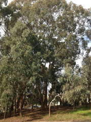 Eucalyptus cephalocarpa