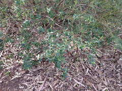 Correa glabra glabra