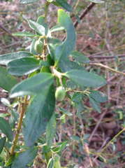 Correa glabra glabra