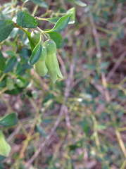 Correa glabra glabra
