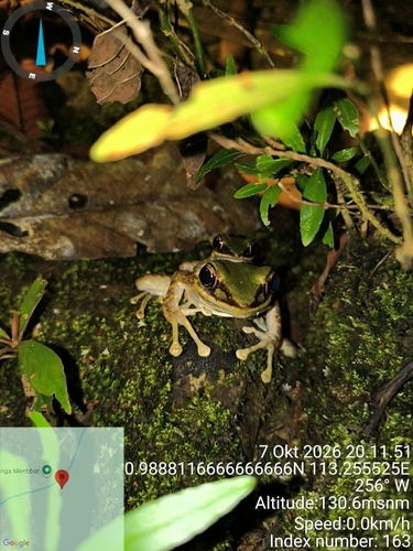Odorrana hosii observed 2026-10-07
