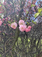 Prunus triloba