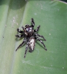 Hyllus semicupreus